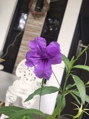 Ruellia simplex