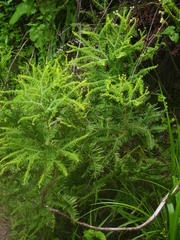 Sticherus umbraculifer