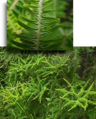 Sticherus umbraculifer