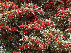 Rhododendron arboreum