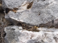 Rammeihippus dinaricus