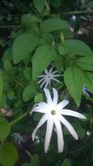 Jasminum multipartitum