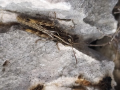 Rammeihippus dinaricus