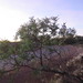 Acacia pruinocarpa - Photo (c) Kenneth Bader,  זכויות יוצרים חלקיות (CC BY-NC), הועלה על ידי Kenneth Bader