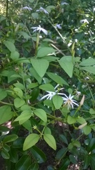 Jasminum multipartitum