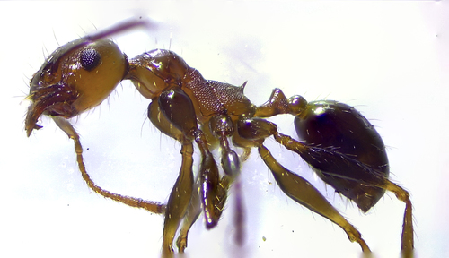 Pheidole fallaxPheidole fallax