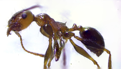 Pheidole fallax