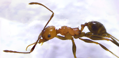 Pheidole fallax