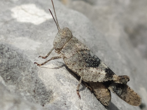 Balkan Band-winged Grasshopper