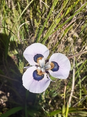 Moraea villosa