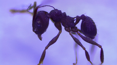 Pheidole radoszkowskii