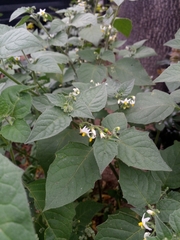 Solanum nigrum