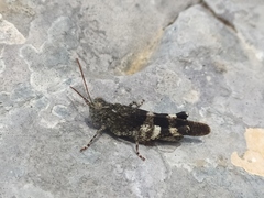 Oedipoda germanica meridionalis