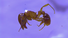 Tetramorium simillimum
