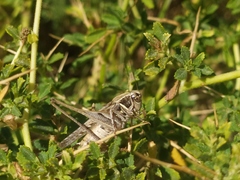 Montana stricta