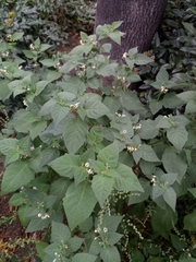 Solanum nigrum