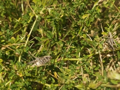 Montana stricta