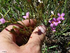 Lachnaea uniflora