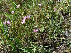 Lachnaea uniflora
