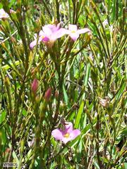 Lachnaea uniflora
