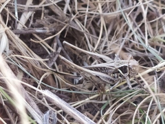Montana stricta