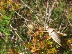 Ephippiger discoidalis