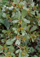 Portulaca oleracea