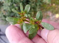 Portulaca oleracea