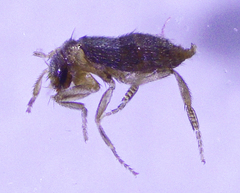 Puliciphora