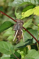 Canephora hirsuta