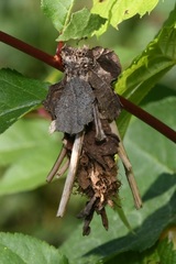 Canephora hirsuta