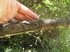 Heteromorpha arborescens arborescens