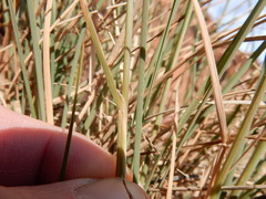 Poa fendleriana