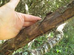 Heteromorpha arborescens arborescens