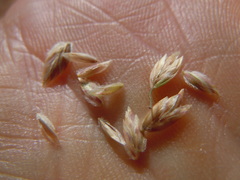 Poa fendleriana