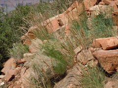 Poa fendleriana