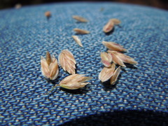 Poa fendleriana