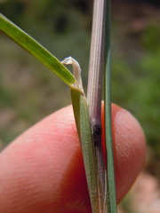 Poa fendleriana