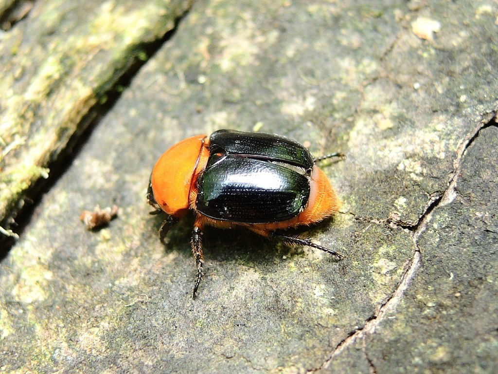 Parastasia nigripennis
