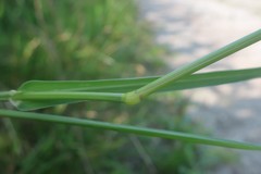 Panicum schinzii