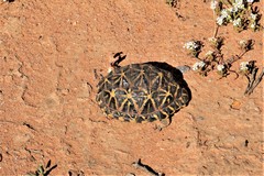 Psammobates tentorius trimeni