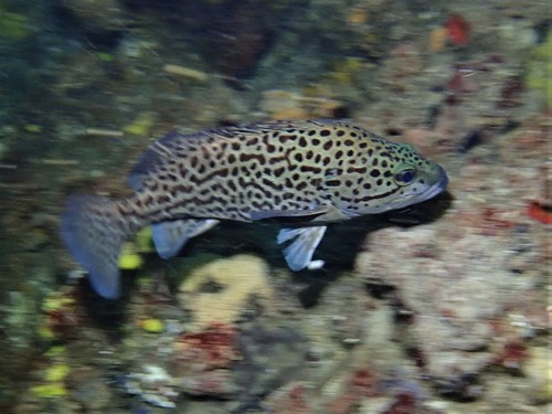 Leopard wirrah (Acanthistius pardalotus) — Serranidae — 3