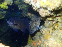 Acanthistius pardalotus
