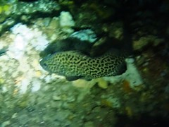 Acanthistius pardalotus