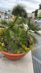 Chamaerops humilis