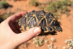 Psammobates tentorius trimeni