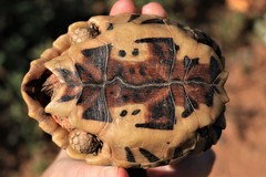 Psammobates tentorius trimeni