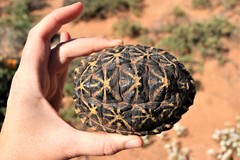 Psammobates tentorius trimeni