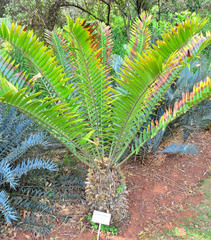 Encephalartos natalensis