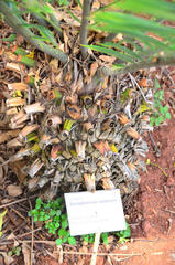Encephalartos natalensis